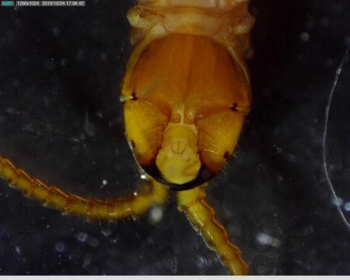 Geophilus easoni